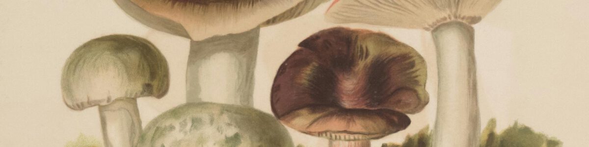 Anna Lowenhaupt Tsing