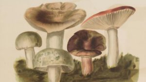 Anna Lowenhaupt Tsing